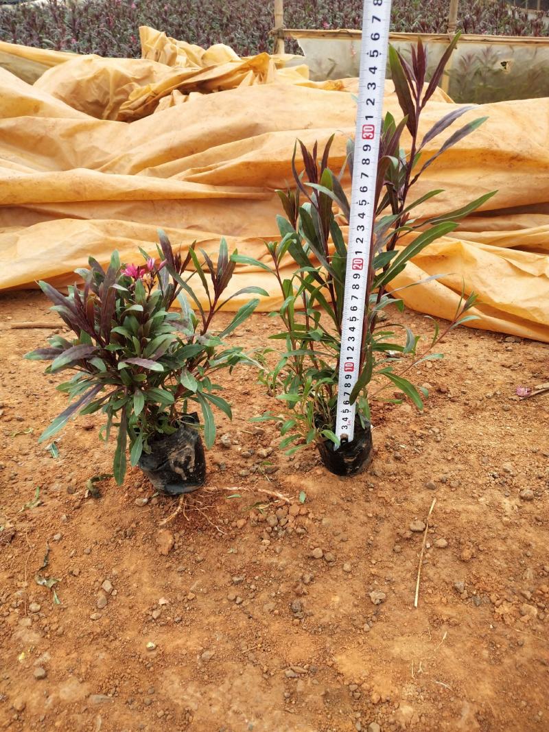 千鸟花杯苗，25公分高宿根花，千岛花云南山桃草
