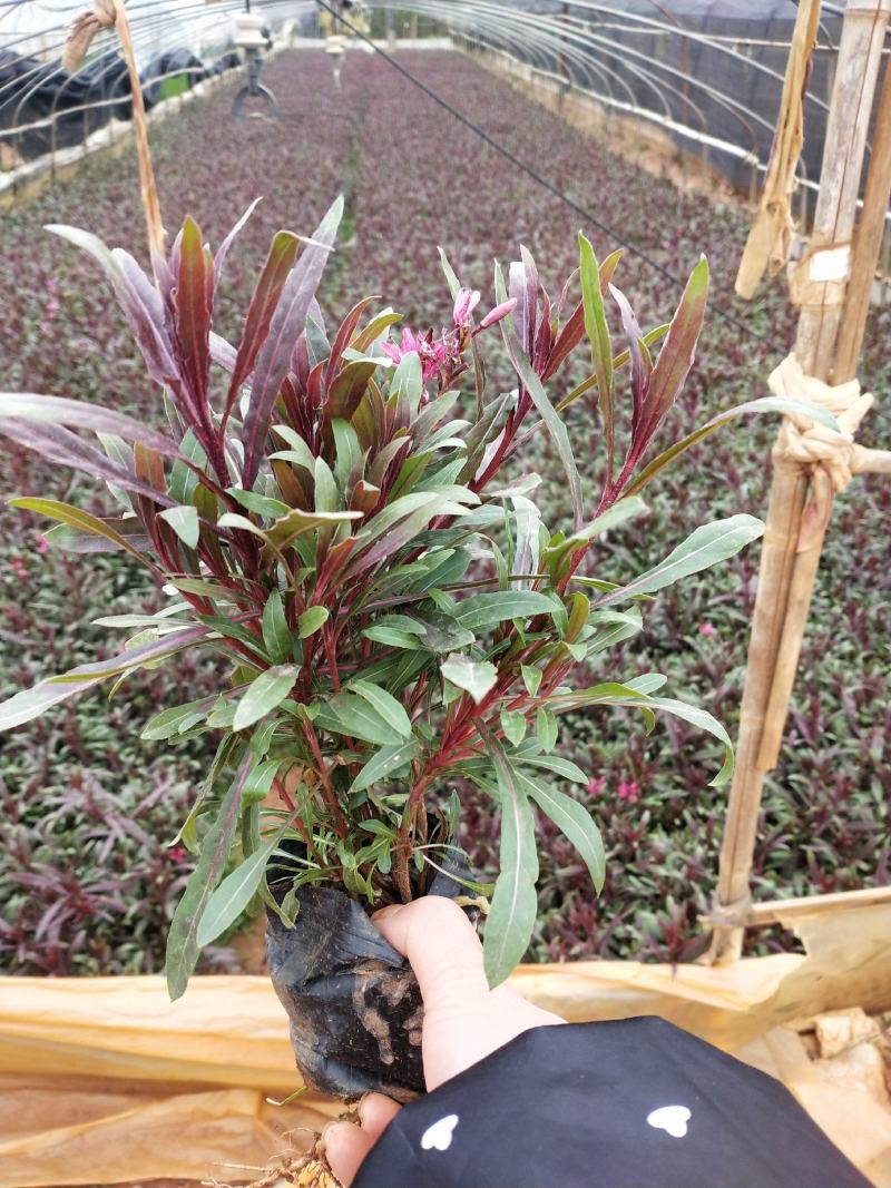千鸟花杯苗，25公分高宿根花，千岛花云南山桃草