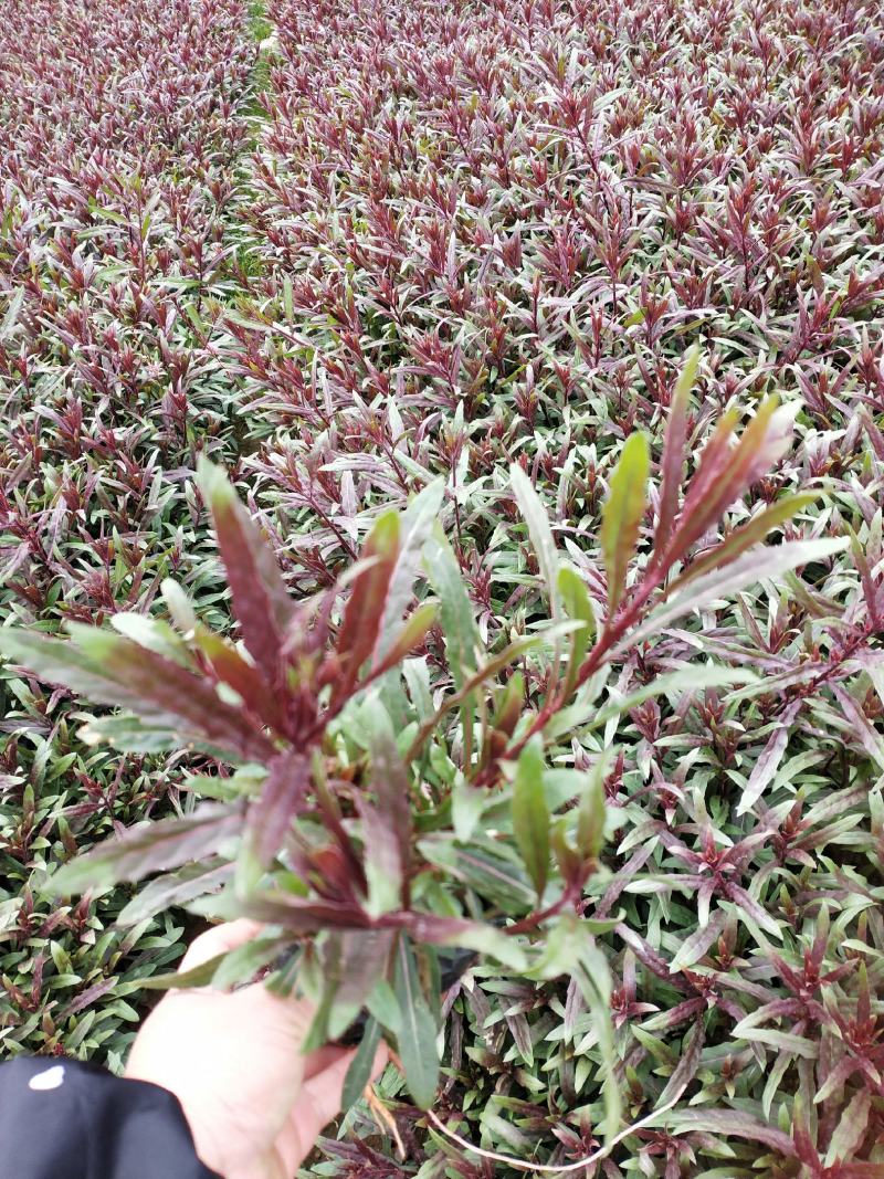 千鸟花杯苗，25公分高宿根花，千岛花云南山桃草