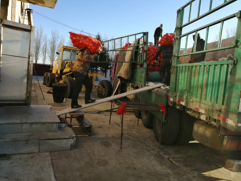 齐齐哈尔精品元葱洋葱产地直发一手货源价格优惠