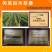 《阳光玫瑰葡萄苗》河北葡萄苗/基地现挖/规格齐全/签合同