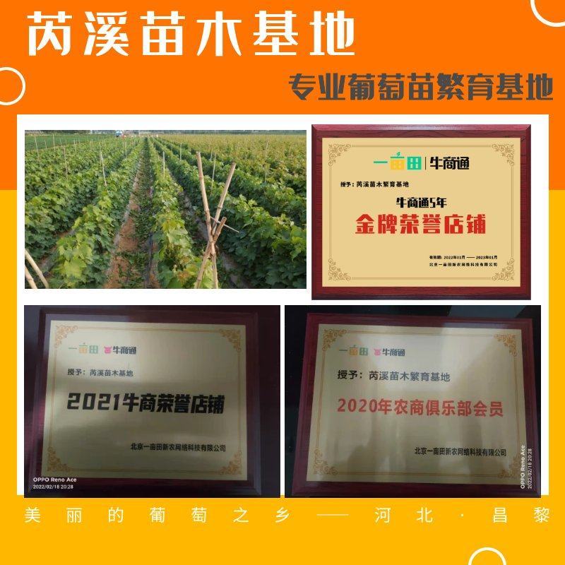 《阳光玫瑰葡萄苗》河北葡萄苗/基地现挖/规格齐全/签合同