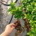 榕树（人参榕）福建种植基地批量销售各种规格齐全