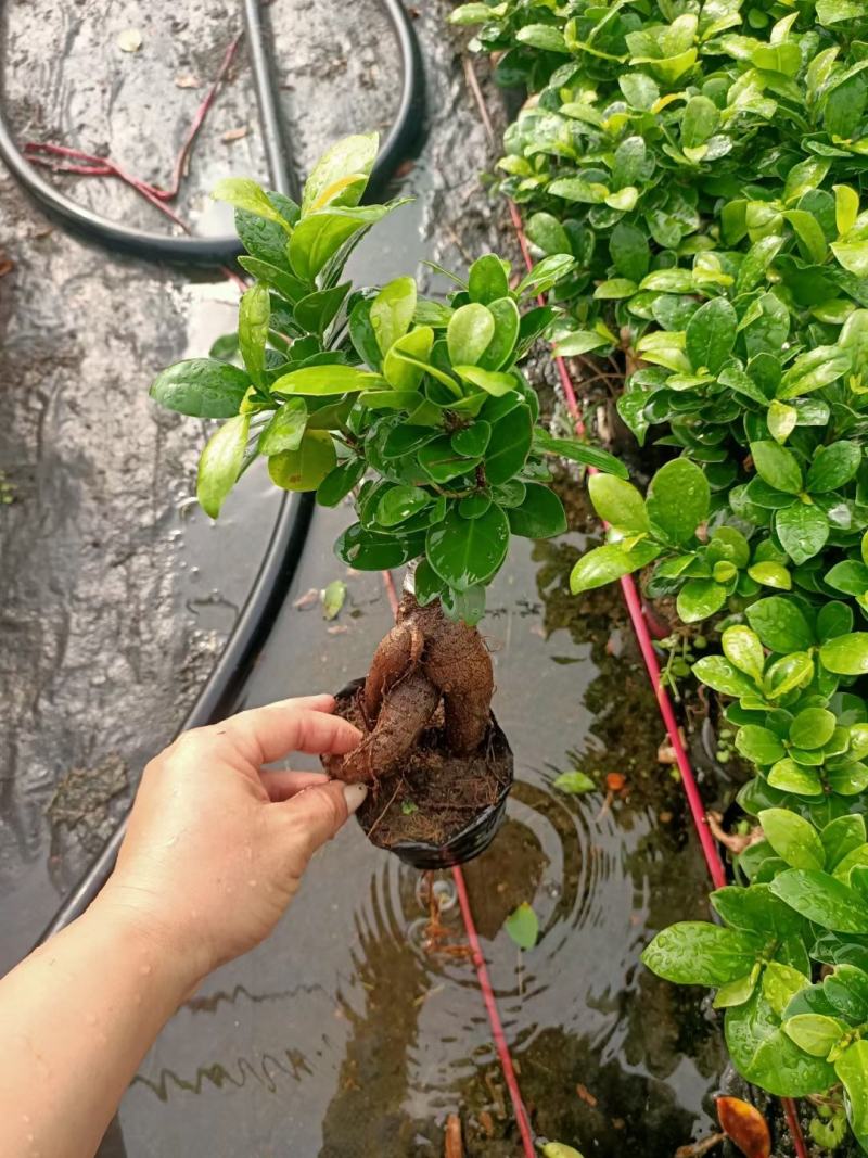 榕树（人参榕）福建种植基地批量销售各种规格齐全