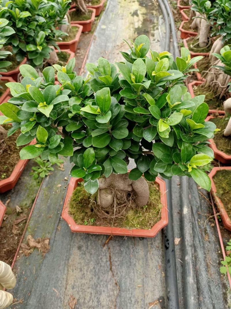 榕树（人参榕）福建种植基地批量销售各种规格齐全