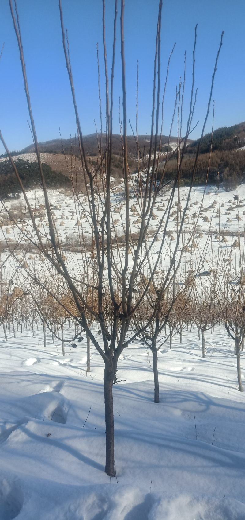 吉盛李子树