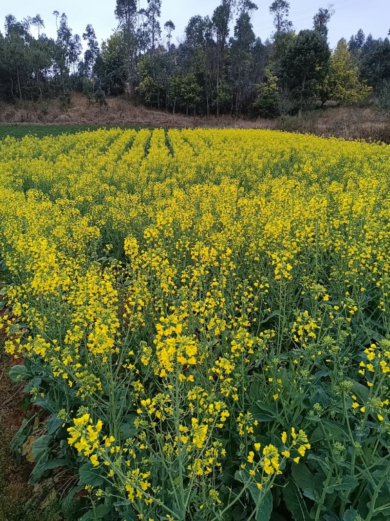 云南昆明市雪榕金针菇
