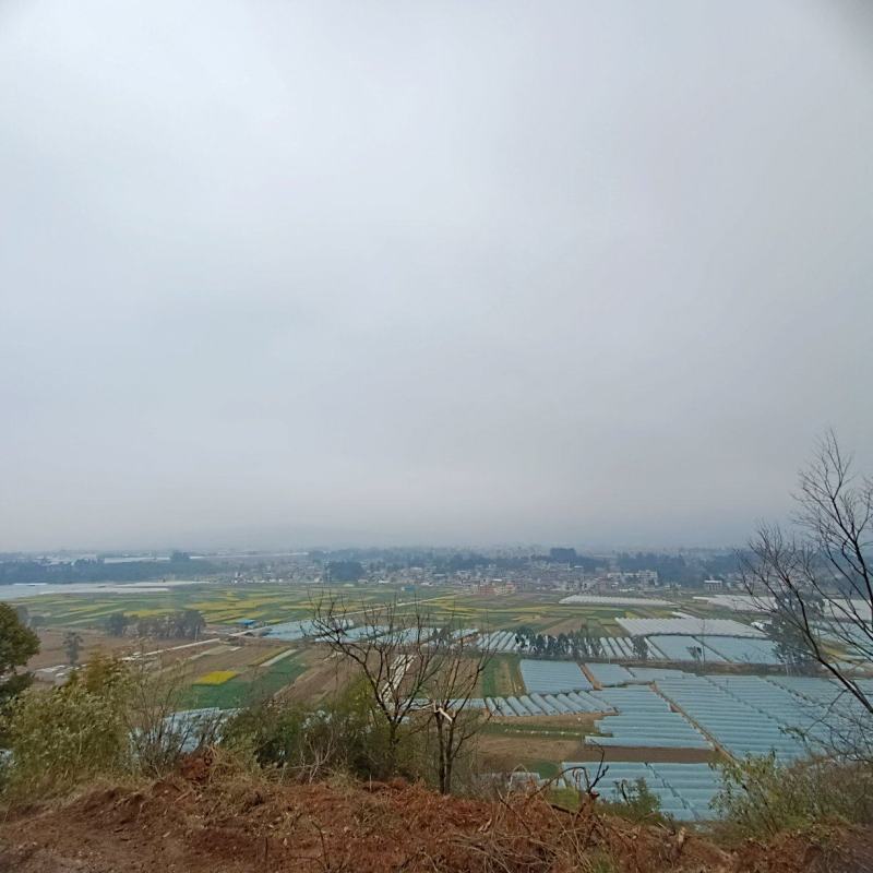 云南昆明市雪榕金针菇