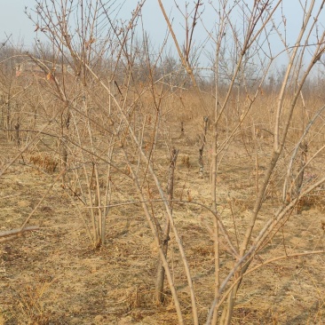 连翘苗木基地现货现货直供现货批发大颗粒高抗寒高产量高效益