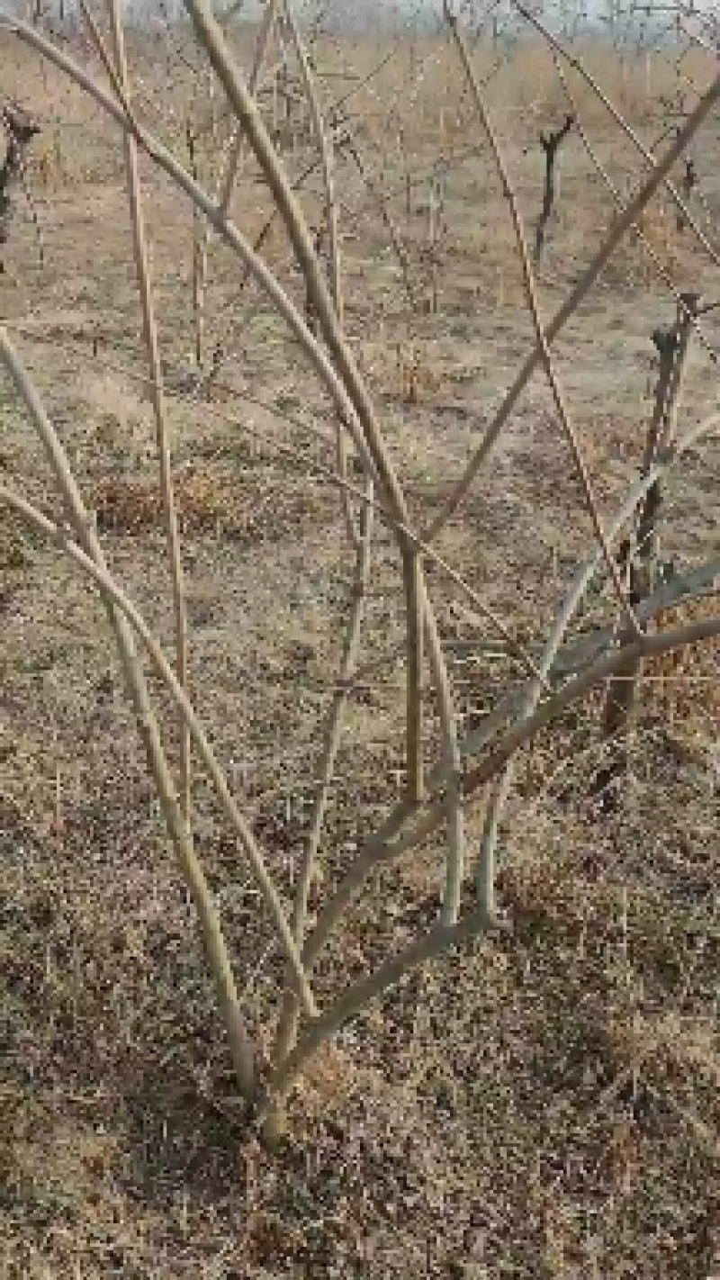 连翘苗木基地现货现货直供现货批发大颗粒高抗寒高产量高效益