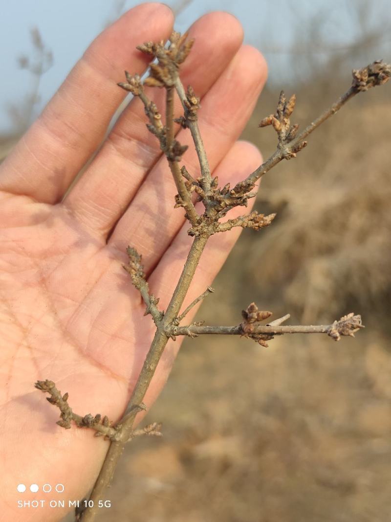 连翘苗木基地现货现货直供现货批发大颗粒高抗寒高产量高效益