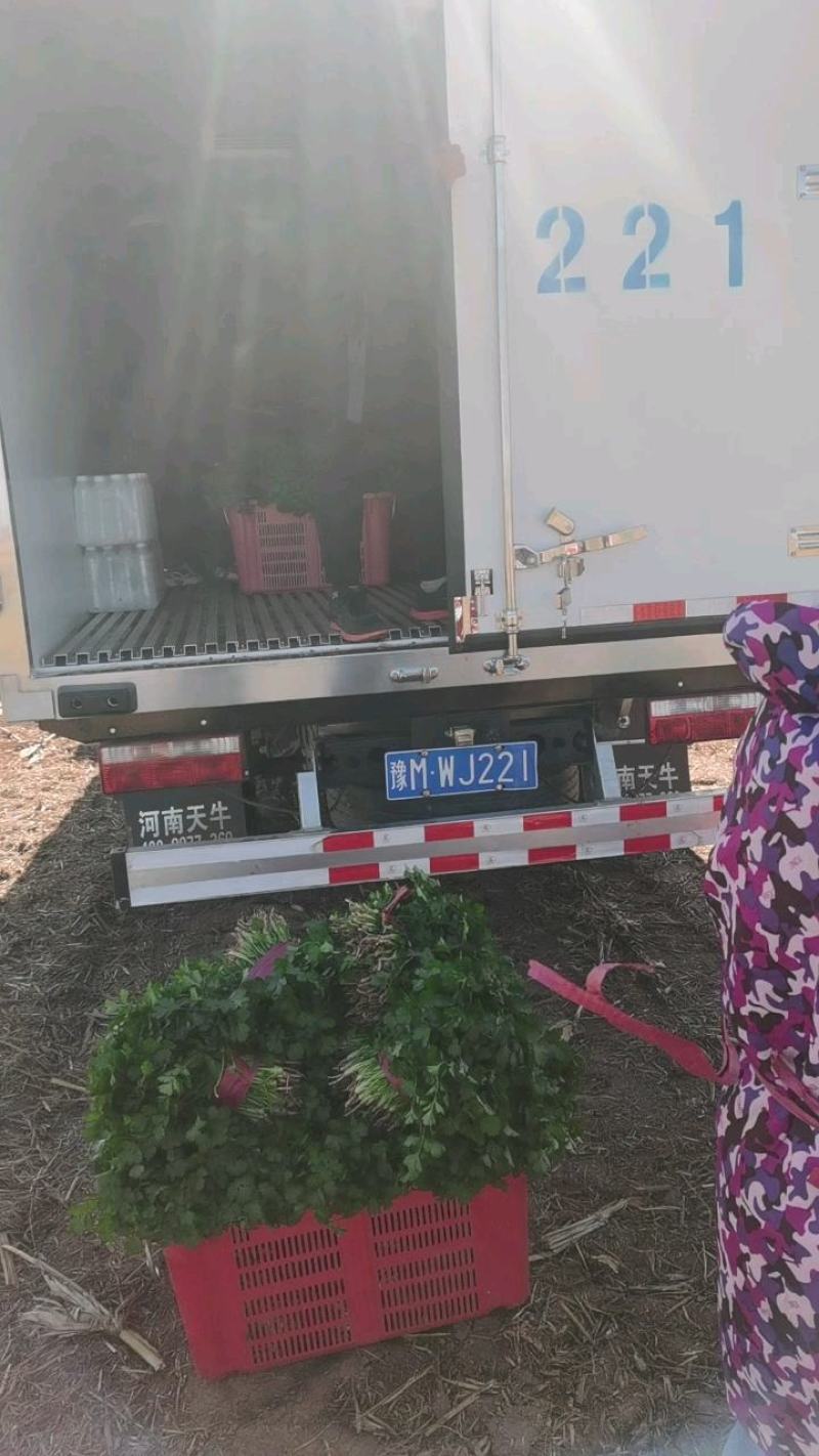 河南香菜，中叶铁杆青，基地种植，视频看货，线上保障交易。