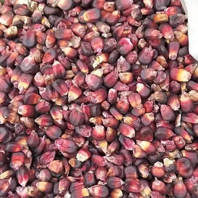 黑玉米干粒