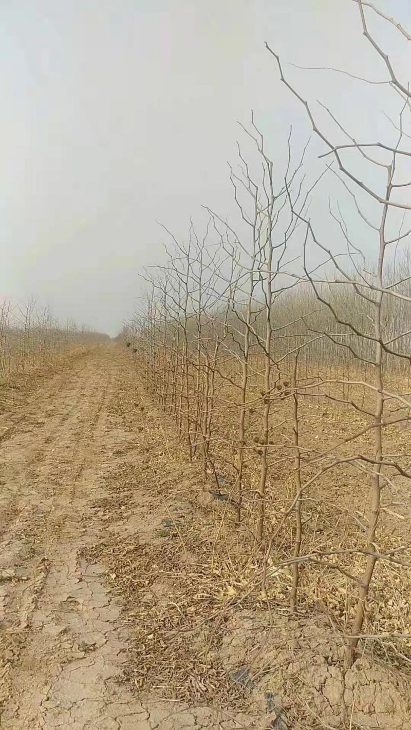 各种规格二代潘枣苗，潘枣结穗，保证纯度、提供技术指导。