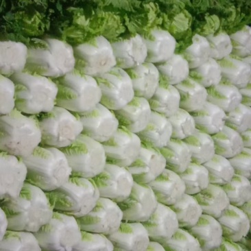 黄心大白菜大量供应保质保量产地直发一手货源欢迎咨询