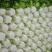 黄心大白菜大量供应保质保量产地直发一手货源欢迎咨询