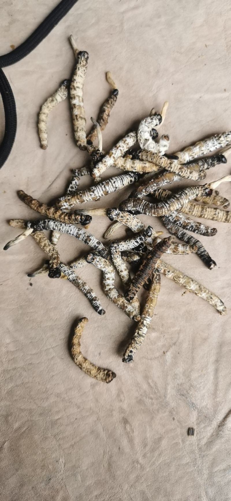 贵州新货冬虫草上市