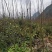 紫叶紫薇高度1.2米起到1.7米，基地发货量大从优