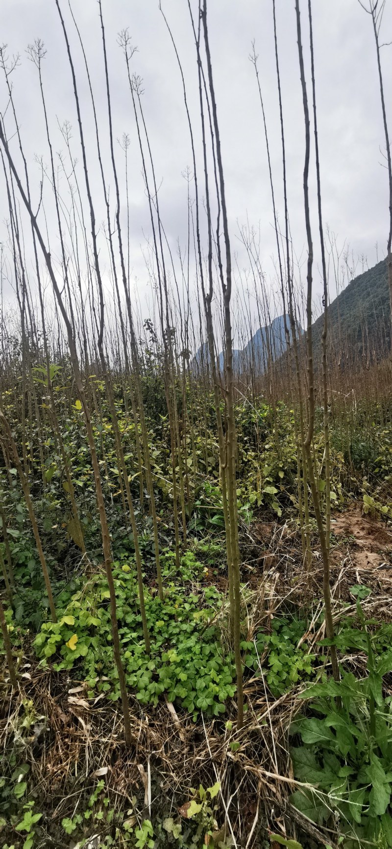 紫叶紫薇高度1.2米起到1.7米，基地发货量大从优