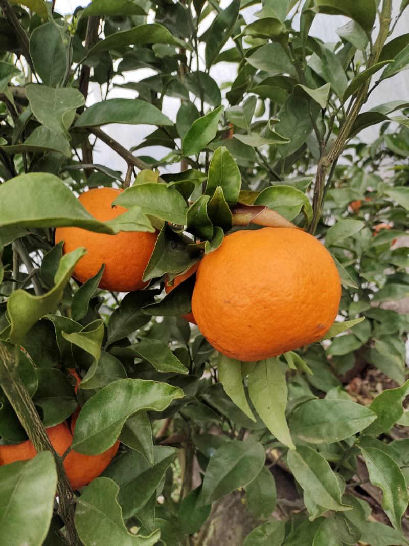 明日见水果