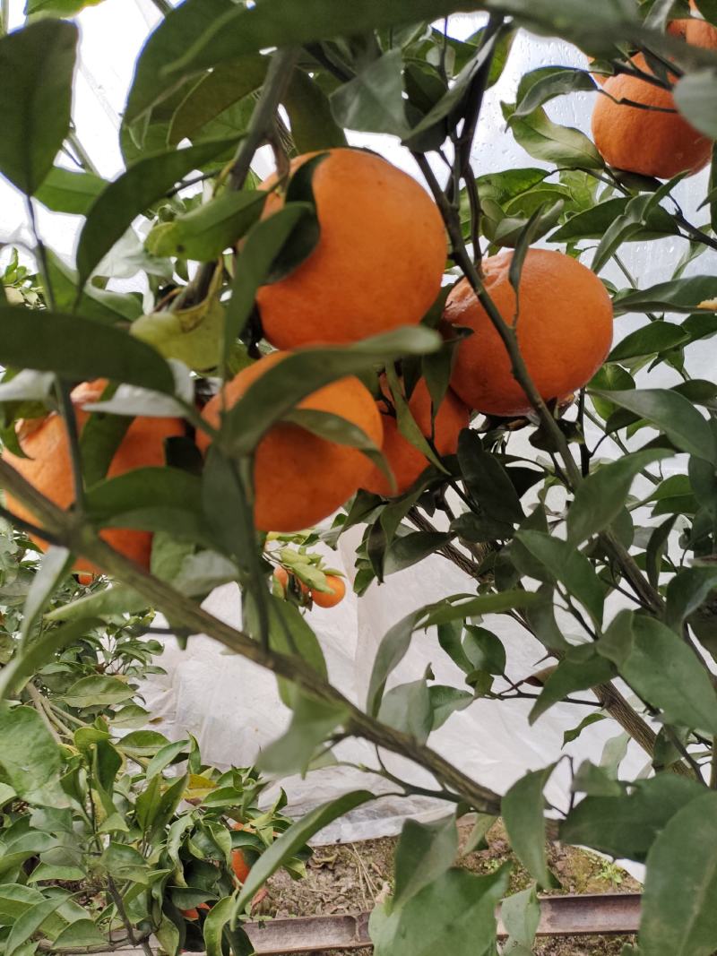 明日见水果