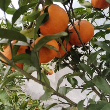 明日见水果