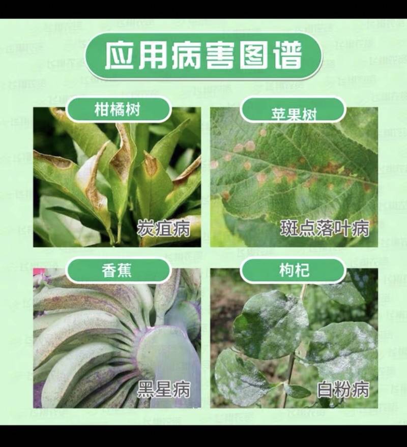 吡唑醚菌酯果树蔬菜杀菌剂炭疽疮痂霜霉白粉褐斑病