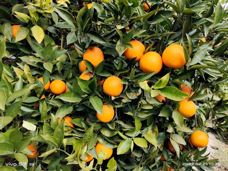 【一件代发】奉节脐橙产地供应可视频看货欢迎来电咨询