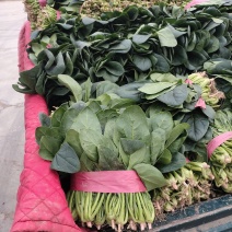 3000亩冷棚大叶菠菜大量上市