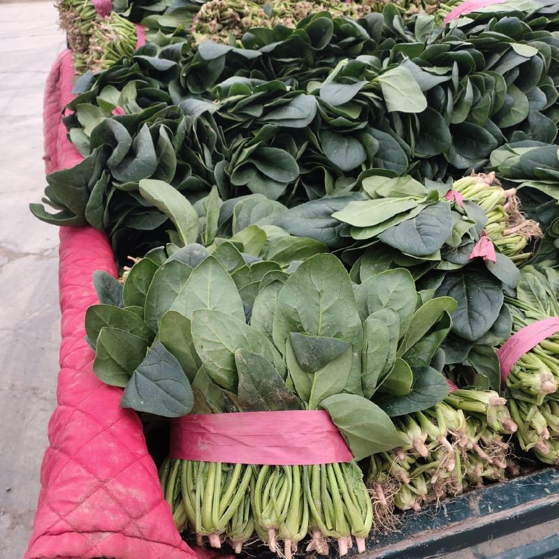 3000亩冷棚大叶菠菜大量上市
