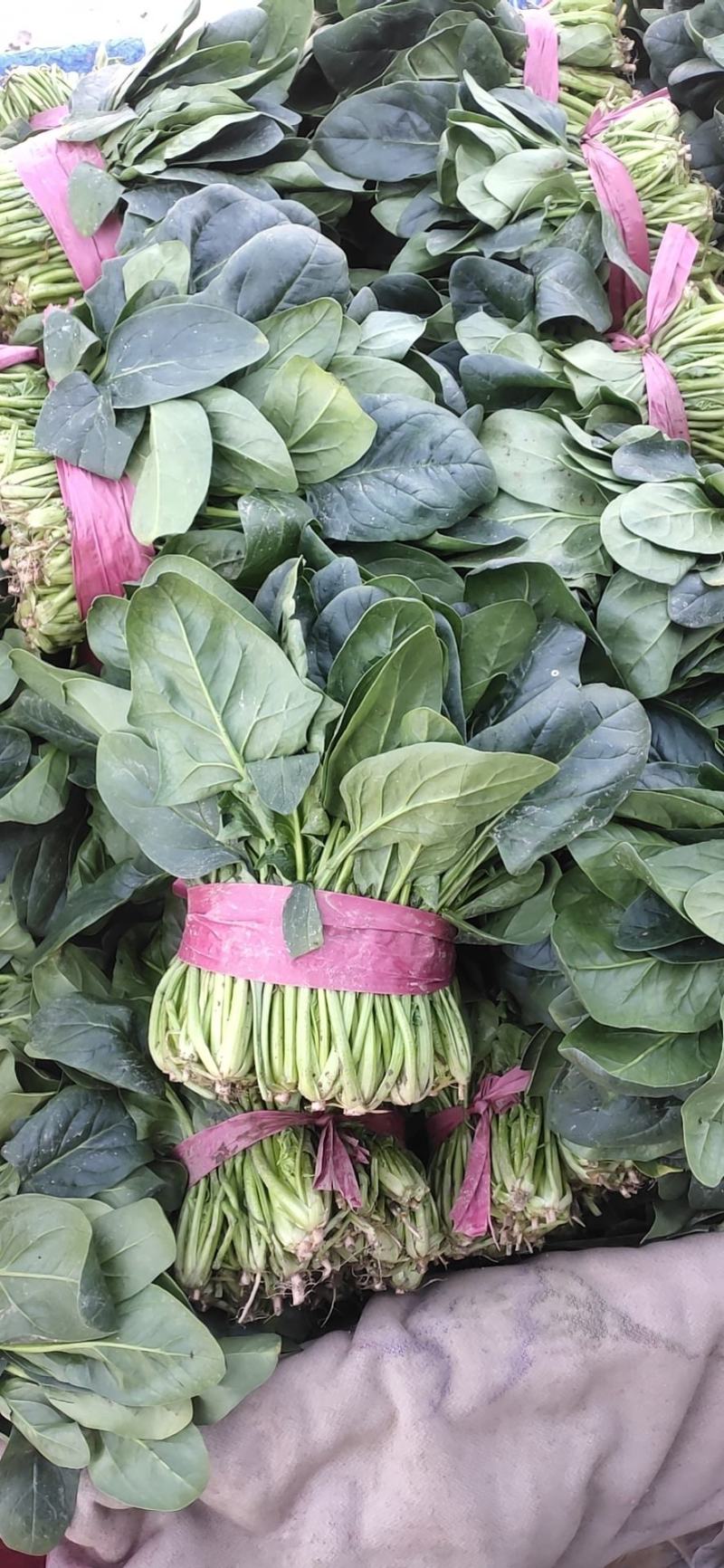 3000亩冷棚大叶菠菜大量上市
