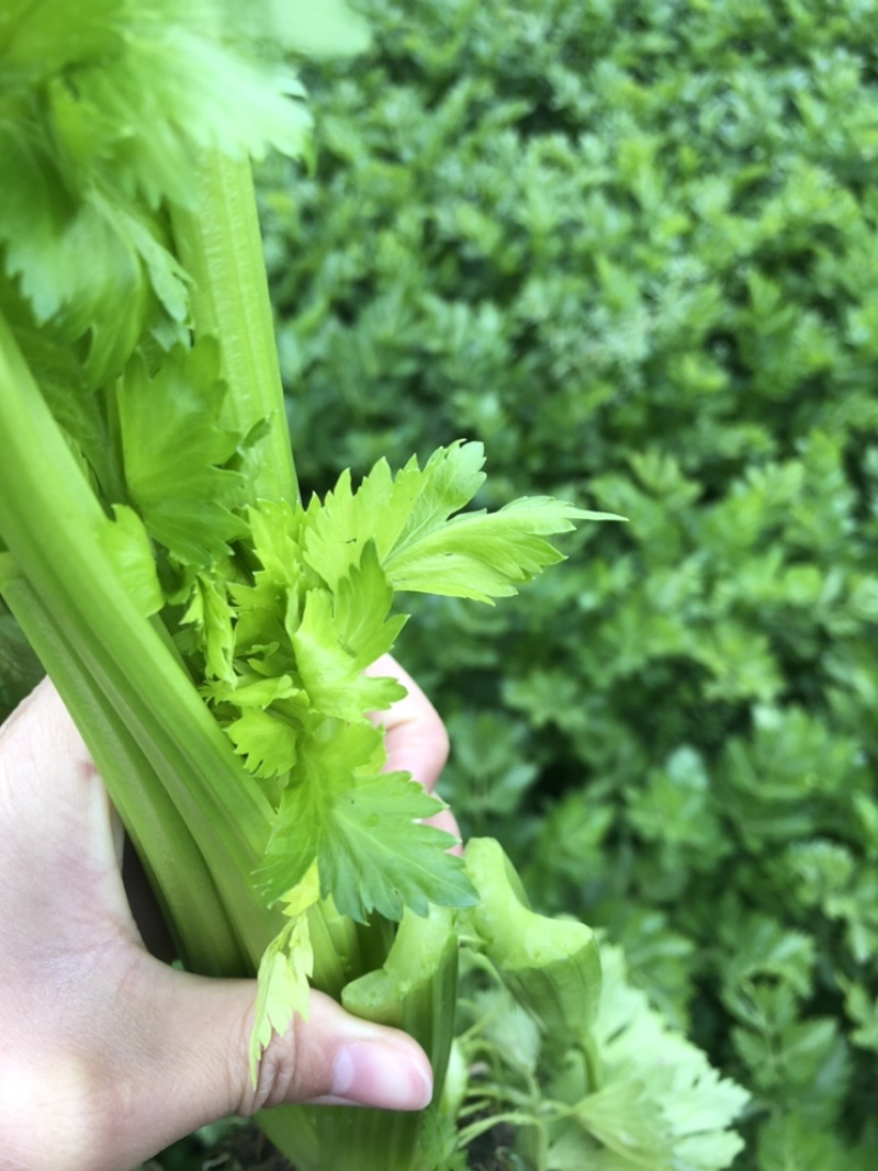 【推荐】精品西芹大量上市一手货源大量上市欢迎来电采购