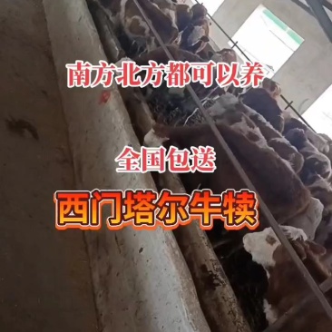 西门塔尔牛养殖基地改良肉牛犊南北方都可以养的牛犊