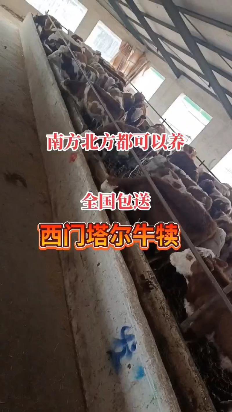 西门塔尔牛养殖基地改良肉牛犊南北方都可以养的牛犊