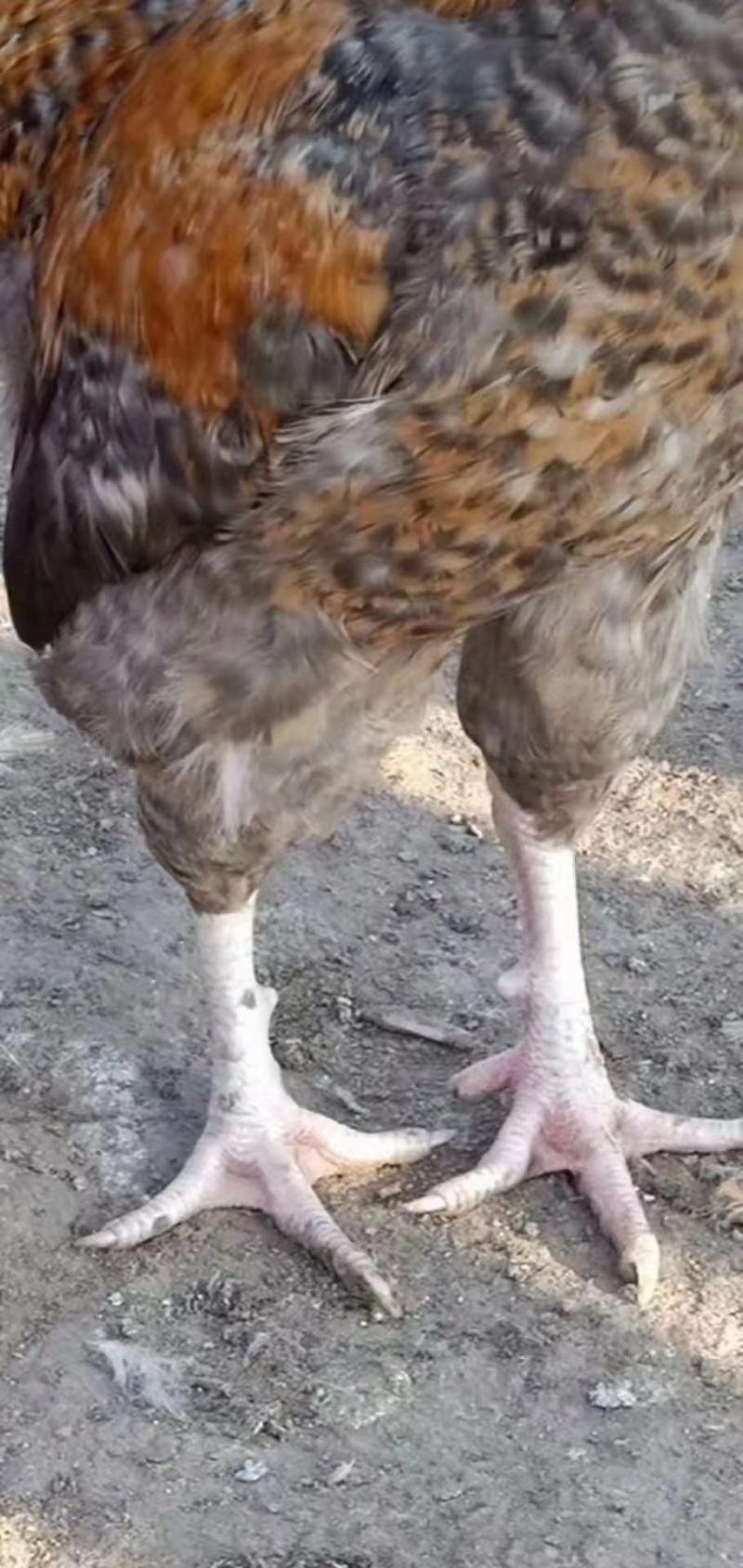 散养花柴