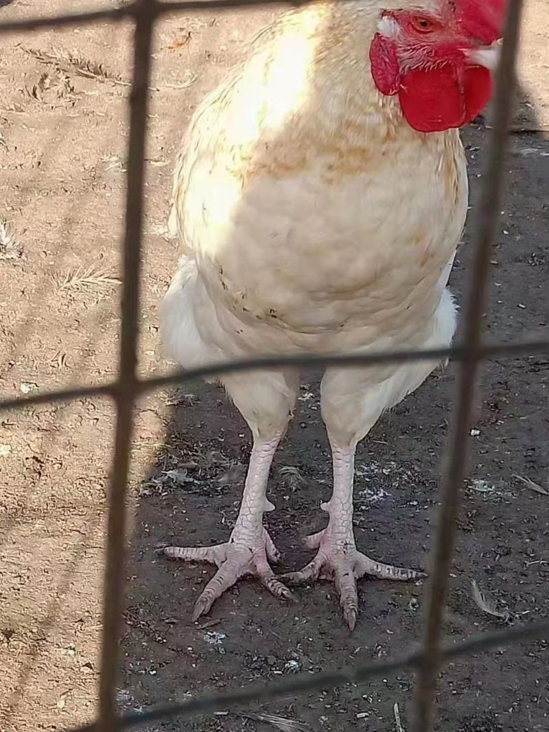 散养花柴