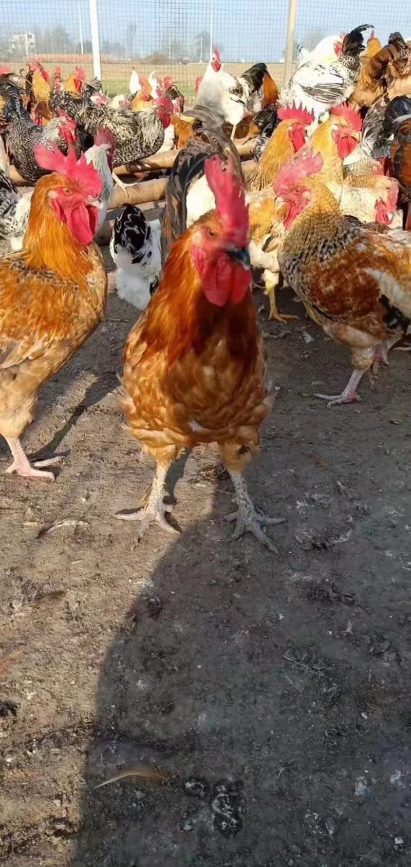 散养花柴