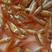 金丝红鲤鱼苗、兴国红鲤鱼苗、放生鱼，颜色鲜艳,苗场直供