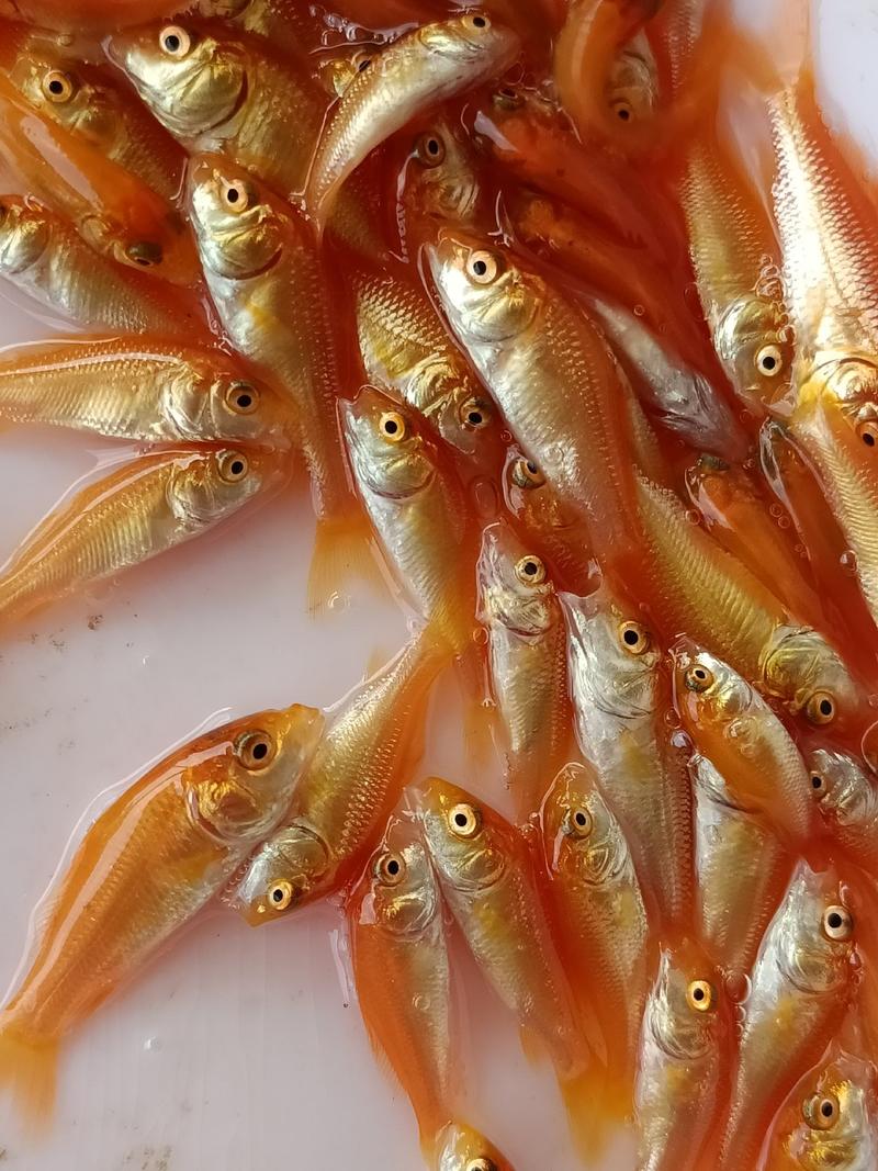 金丝红鲤鱼苗、兴国红鲤鱼苗、放生鱼，颜色鲜艳,苗场直供