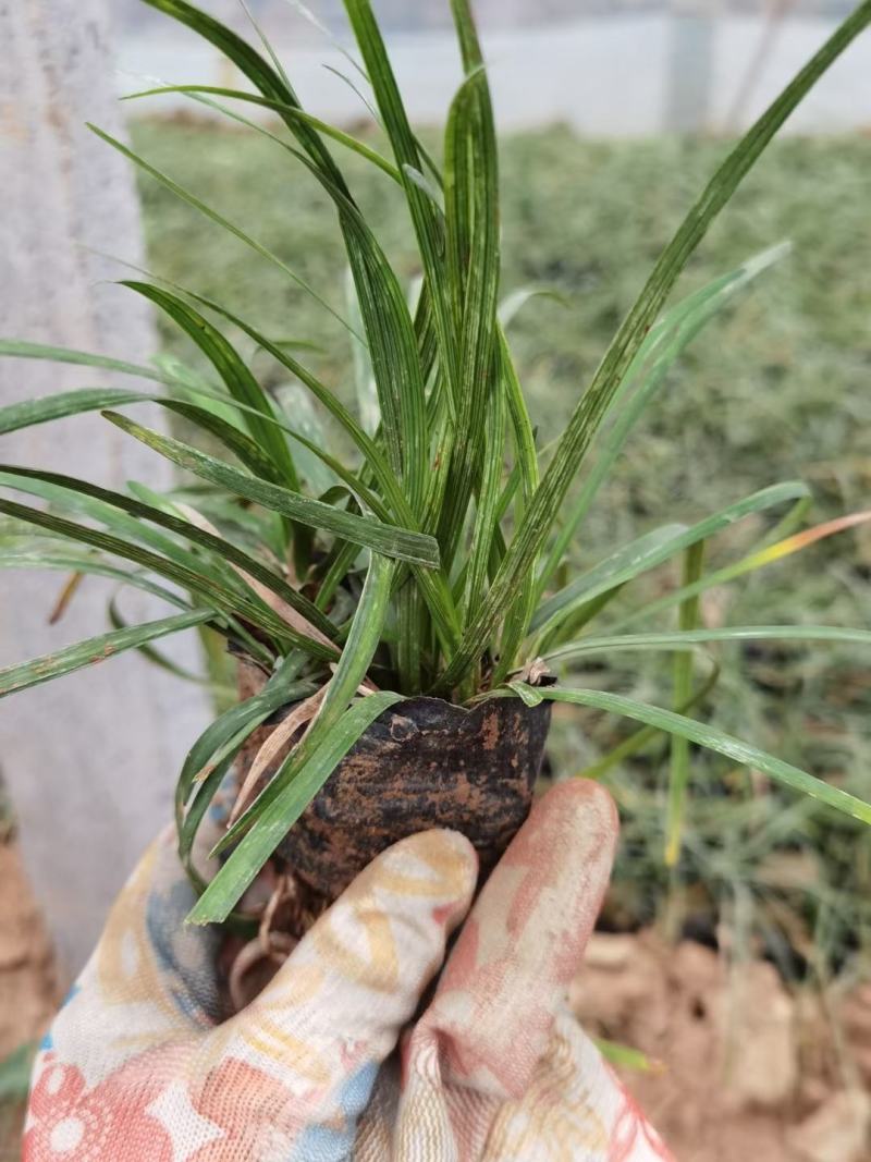 细叶麦冬盆苗优质细叶麦冬杯苗产地直发欢迎实地看货