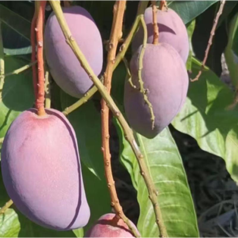 求购贵妃芒