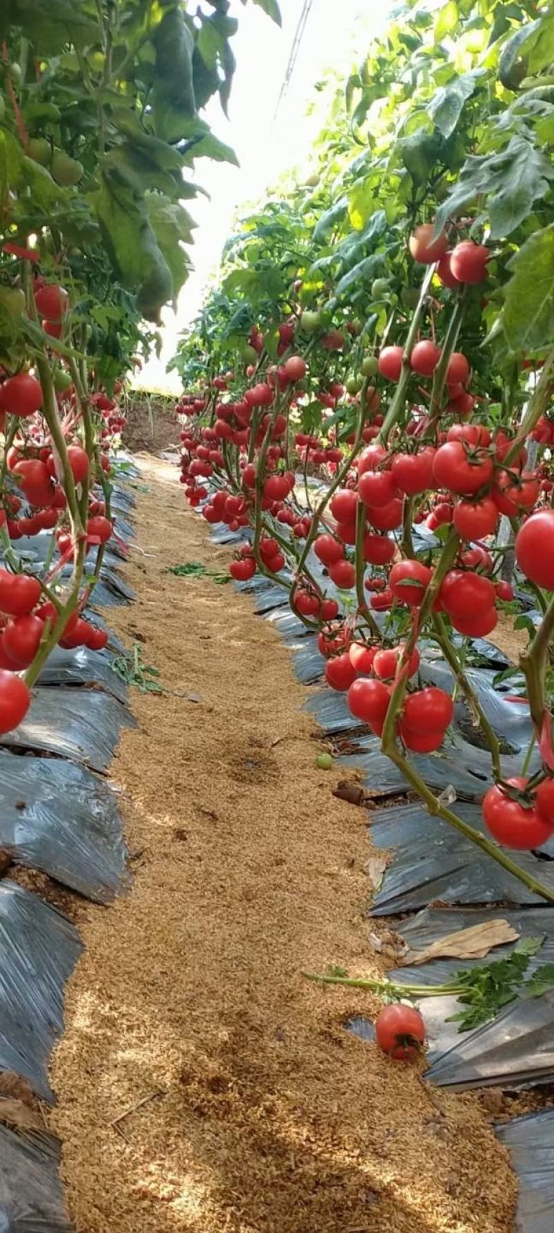 硬粉西红柿，山东高唐种植基地主产区，诚信第一，客户至上。