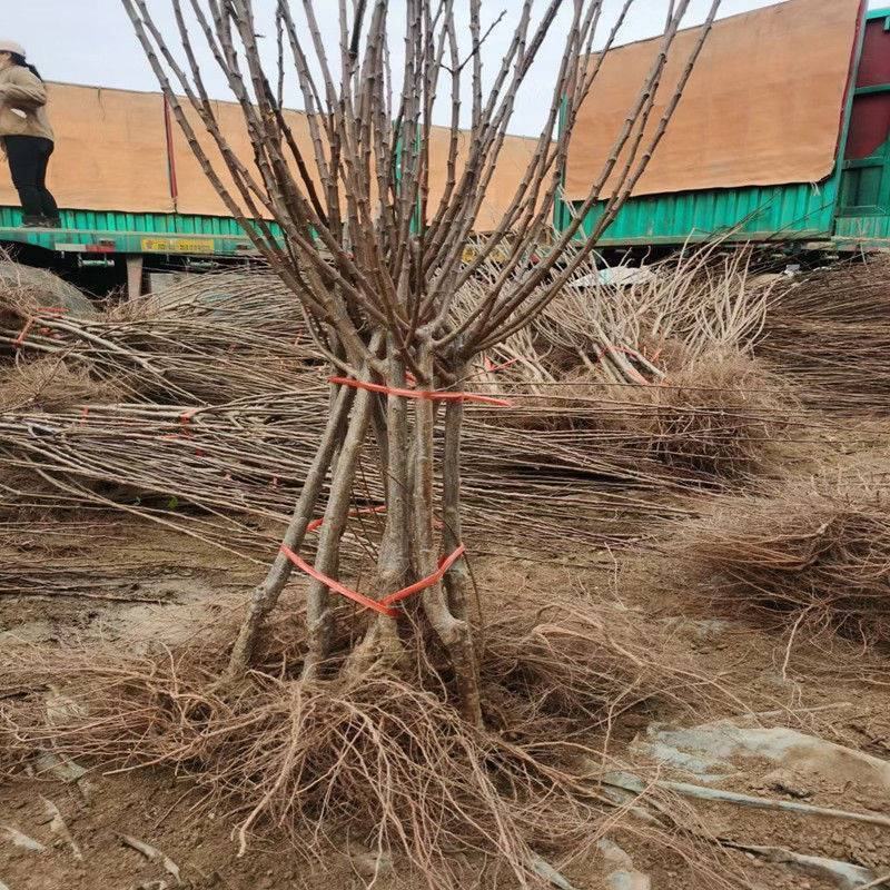 早熟新品种李子苗无核冰糖血李子苗无核李子树苗甜度高脆甜