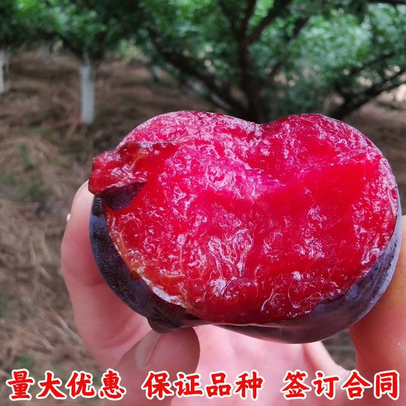 早熟新品种李子苗无核冰糖血李子苗无核李子树苗甜度高脆甜