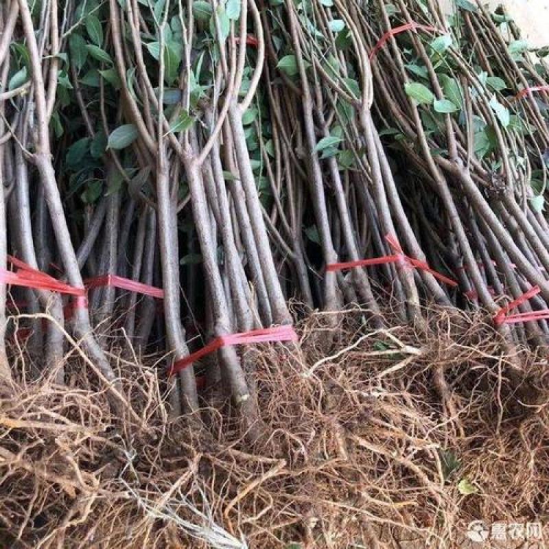 早熟新品种李子苗无核冰糖血李子苗无核李子树苗甜度高脆甜