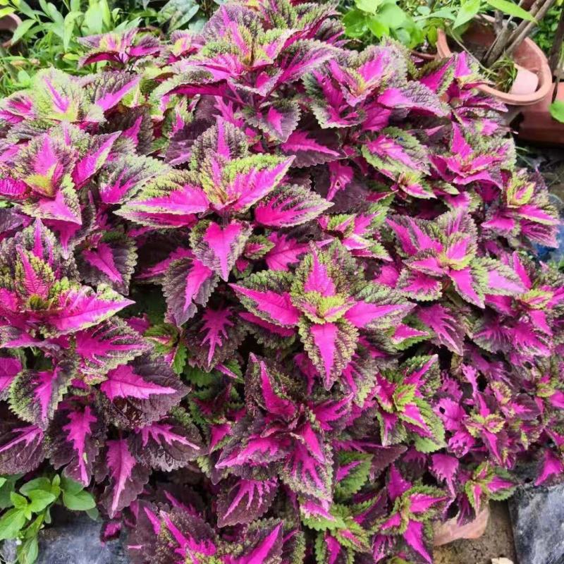 彩叶草盆栽花卉五彩苏观叶植物室内阳台庭院清心草办公室好养