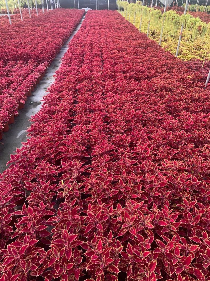 彩叶草盆栽花卉五彩苏观叶植物室内阳台庭院清心草办公室好养