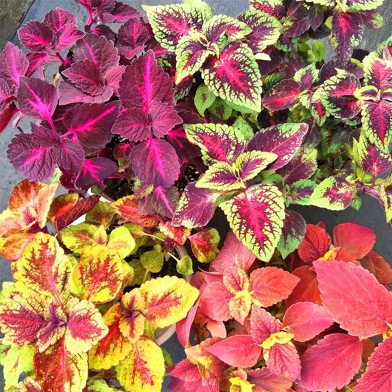 彩叶草盆栽花卉五彩苏观叶植物室内阳台庭院清心草办公室好养