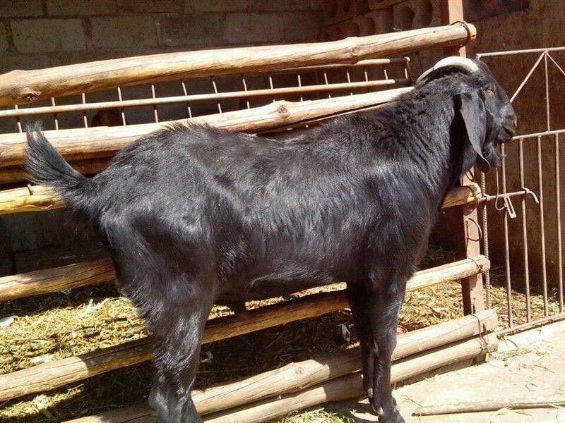 【活羊】黑山羊，大型养殖场直销，买10只送2只，包技术