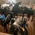 【活羊】黑山羊，大型养殖场直销，买10只送2只，包技术